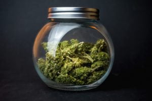 Dry herb cannabis
